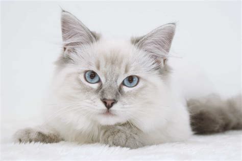 Top 23 Blue Point Mitted Ragdoll The 134 New Answer