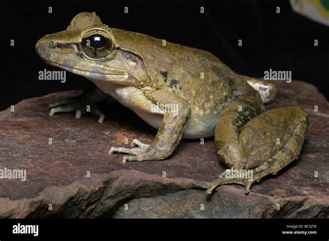 Borneo Giant Frog Limnonectes Leporinus Sitting On A Leaf Stock Photo