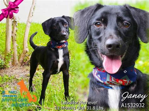 We are the only humane society in a rural area in the white mountains located in lakeside az. Humane Society of Broward County 2070 Griffin Road Fort ...