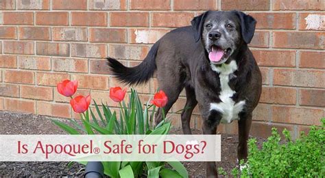 Is Apoquel Safe For Dogs With Allergies Chasing Dog Tales