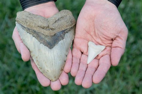 Boy Discovers Million Year Old Megalodon Shark Tooth Trill Mag