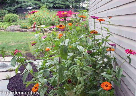 Growing And Caring For Zinnias The Complete Guide Gardening4joy