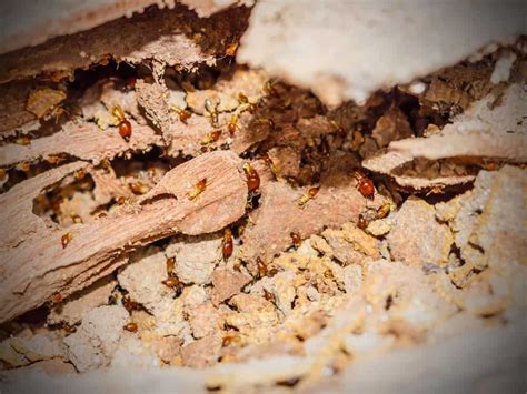 Termite Droppings Frass Appearance And Treatment Pestseek