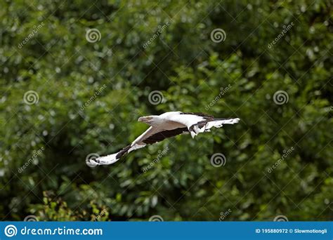 Palm Nut Vulture Gypohierax Angolensis Adult In Flight Stock Photo
