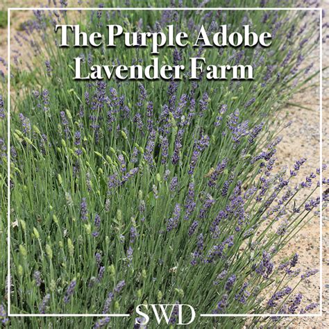 Scenic southwest georgia magnolia midlands classic south northwest georgia coastal georgia ne georgia mtns historic heartland presidential pathways atlanta metro. Purple Adobe Lavender Farm - Abiquiu, New Mexico ...