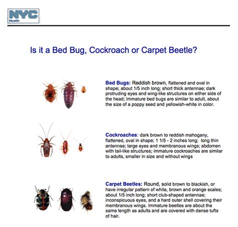 Carpet Beetles Or Bed Bugs Bed Bugs Northwest
