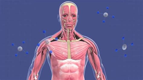 Anatomical Organization Of The Human Body From Atoms And Molecules To