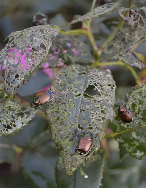 Japanese Beetle Control Archives Miracle Farms Landscaping Nh