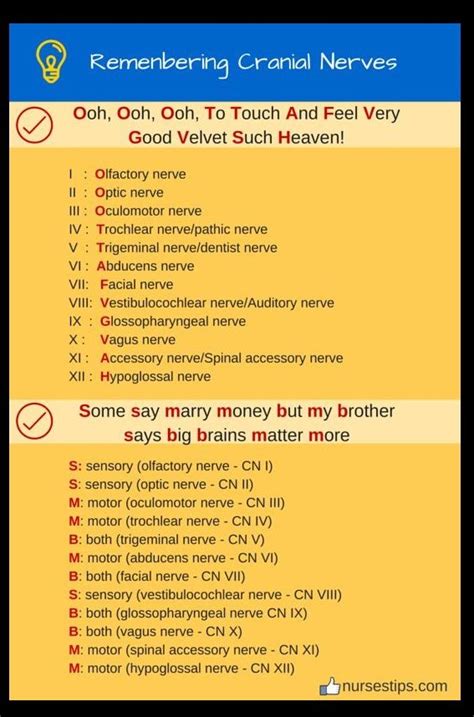 Acronymmnemonics For Remembering 12 Cranial Nerves One Simple Way To