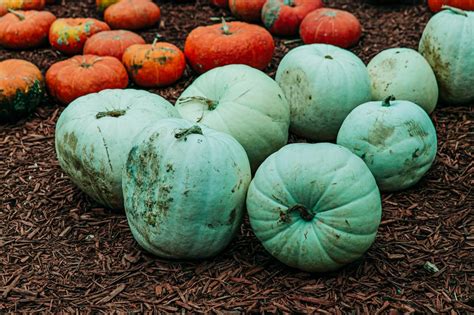 11 Pumpkin Colors And Their Meanings Color Meanings