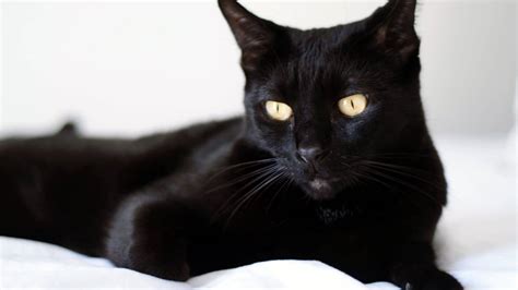 Bombay Cat Breed Information And Pictures Cyberpet