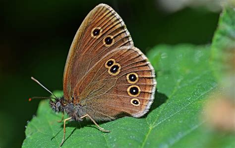 Ringlet At Piddles Wood Dorset Butterflies