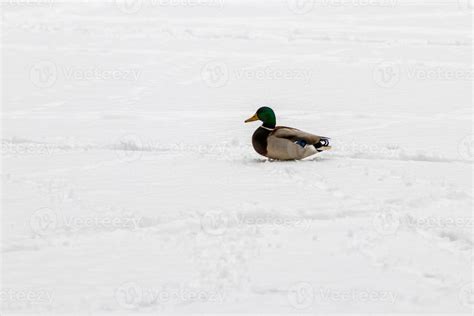 Ducks And Drakes Walk On Snow And On A Frozen Lake 33306673 Stock Photo