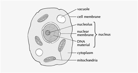 Check spelling or type a new query. A Drawing Of A Typical Animal Cell - Easy Drawing Of ...