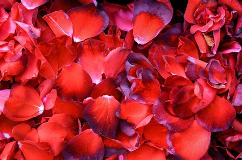 Aggregate More Than 75 Romantic Rose Petals Wallpaper Best Vova Edu Vn
