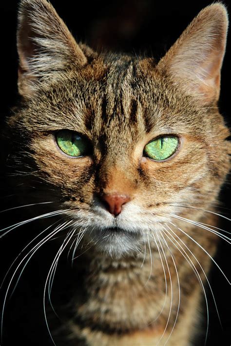 Green Eyed Tabby Cat 1 Photograph By Sarah Charlier