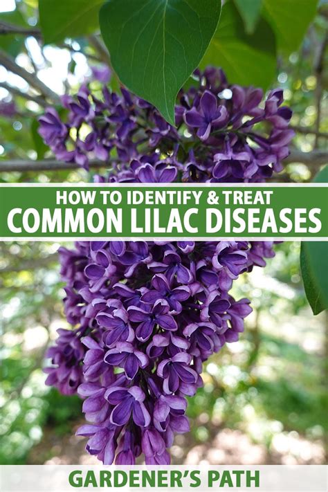 How To Identify And Treat 7 Common Lilac Diseases