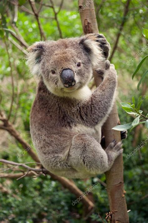 Koala Bear Sitting In A Tree Stock Photo By ©throwstone 37984909