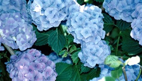 Miracle gro is safe for trees, shrubs, lawns, vegetables, and potted plants. How to Fertilize Hydrangeas With Miracle-Gro | Garden Guides