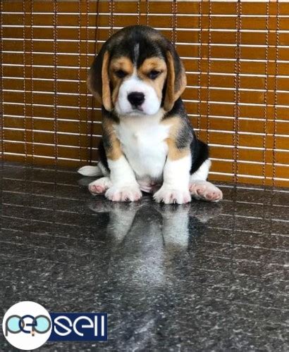 It bays when pursuing hare, barks deeply at the doorbell, and yelps when it finds a toy. Show Quality Beagle Male Puppy Available For Sale in Kochi ...
