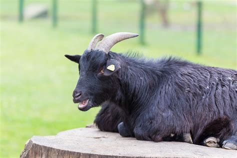 Eine Schwarze Ziege Meckert Creative Commons Bilder