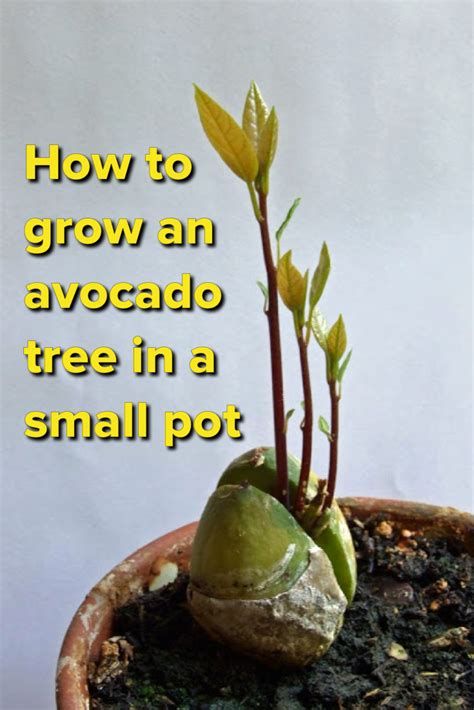 The only issue is whether that same land on which you'd grow avocados might not be more profitably be used to grow olives. Page not found | Growing an avocado tree, Grow avocado ...