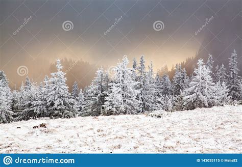 Winter Landscape With Snowy Fir Trees In The Mountains Stock Image