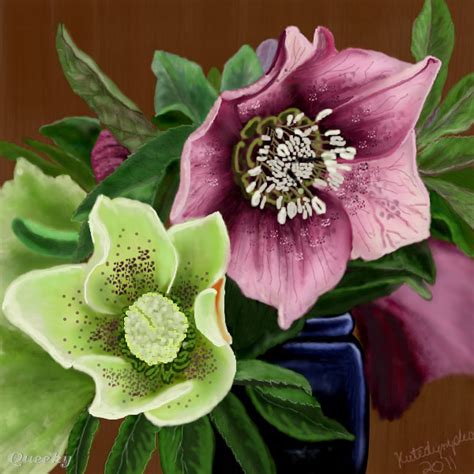 … draw the opening of this shape. Christmas Roses (Hellebores) ← a plants Speedpaint drawing ...