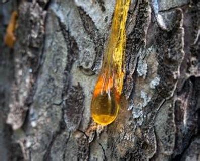 It has also been used as a healing agent in folk medicine. What Time of Year Do Pine Trees Drip Sap (and Can I Stop ...