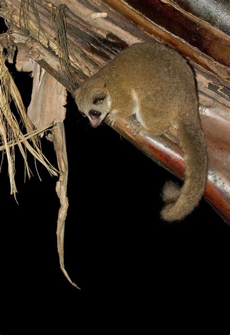 Greater Dwarf Lemur Photograph By John Devriesscience Photo Library