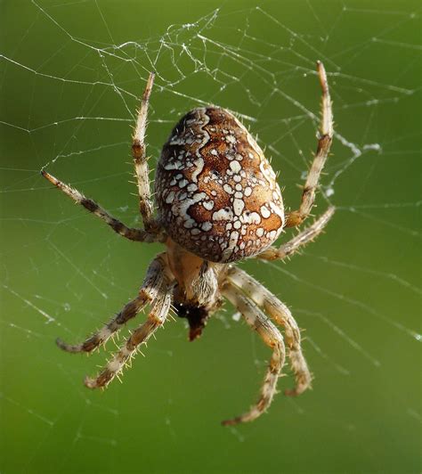 Eine nicht heimische giftspinne breitet sich in deutschland aus. Spinnen im Haus | Insektenstop