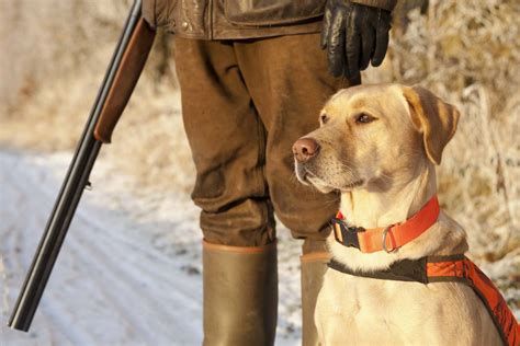 Hunting Dog Profile The Lovable Versatile Labrador Retriever Gearjunkie