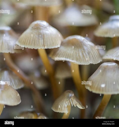 Mycena Is A Large Genus Of Small Saprotrophic Mushrooms Stock Photo Alamy