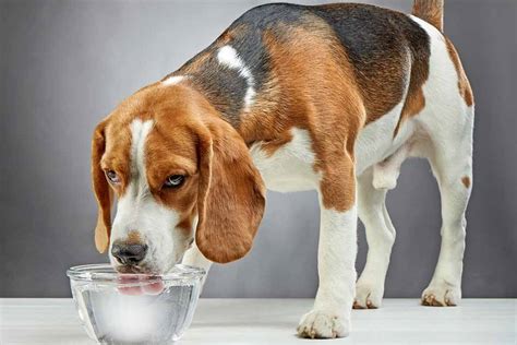 How Much Water Does Your Dog Need Pet Friendly House