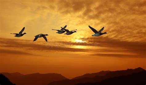 Birds Flying Against Evening Sunset In The Background Stock Photo