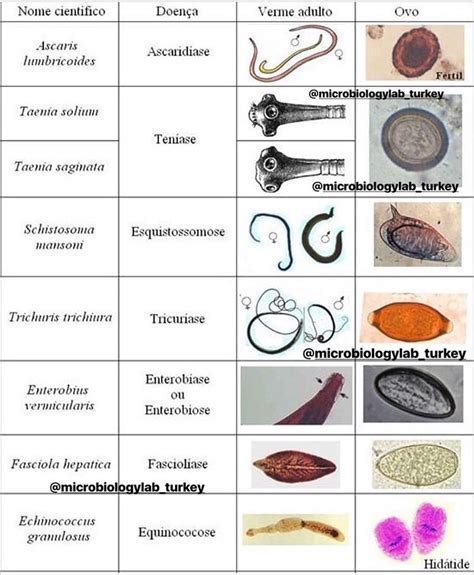 Parazit Tablosu 🔬🐛📝👍🏻 Parasites List 🐛🔬 Mikrobiyoloji Microbiology