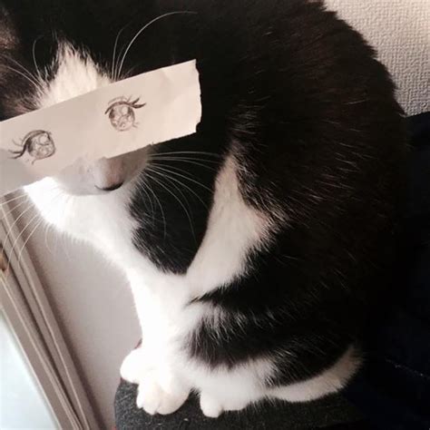 Black kitten hand drawn kitten cartoon kitten yellow cats eye. Cat Owners In Japan Are Giving Their Cats Funny Anime Eyes ...