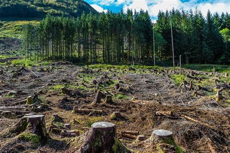 Tipping Point Identified For Deforestation That Leads To Rapid Forest Loss