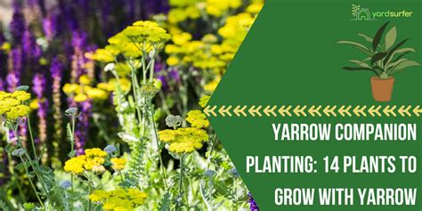 Yarrow Companion Planting 14 Plants To Grow With Yarrow Yard Surfer