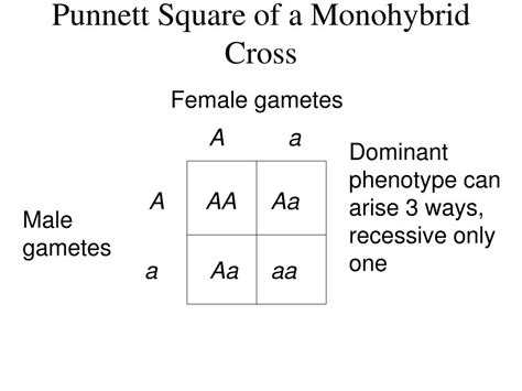 The way a punnett square works is one parent's two gene versions go on top and the other parents goes down the side. PPT - MENDELIAN GENETICS PowerPoint Presentation - ID:336093