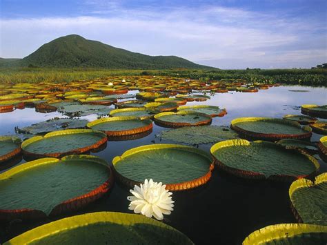Brazil is the only latin american nation that derives its language and culture from portugal. Beautiful Brazil River | NATURE