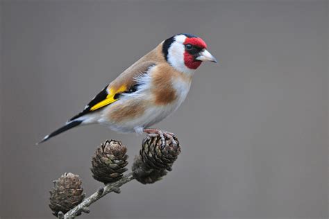 The Goldfinch Your Essential Guide To The European Goldfinch Home