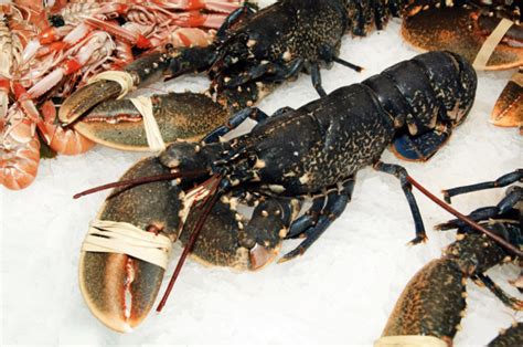 ᐈ Lobsters Stock Images Royalty Free Lobsters Photos Download On