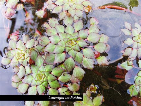 Ludwigia Sedioides Twija20