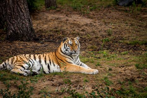 Siberian Tiger 11 Safaripark Beekse Bergen Hilvarenbeek Flickr