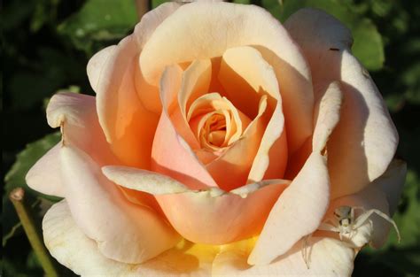 Diamond Jubilee Wagners Rose Nursery