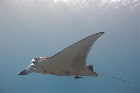 Genetic Study Finds Reef Manta Rays Stay Close To Home Noaa Fisheries