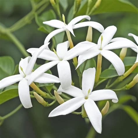 Potted Jasmine Plant For Sale Jasmine Officinale Fragrant Easy To