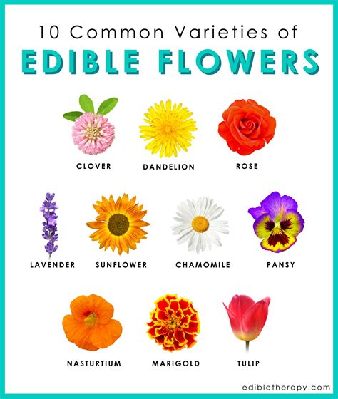 Edible flowers | List of edible flowers, Edible flowers, Edible flowers ...