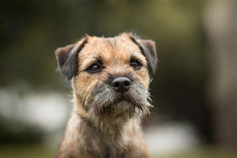 What Dog Breeds Are Terriers